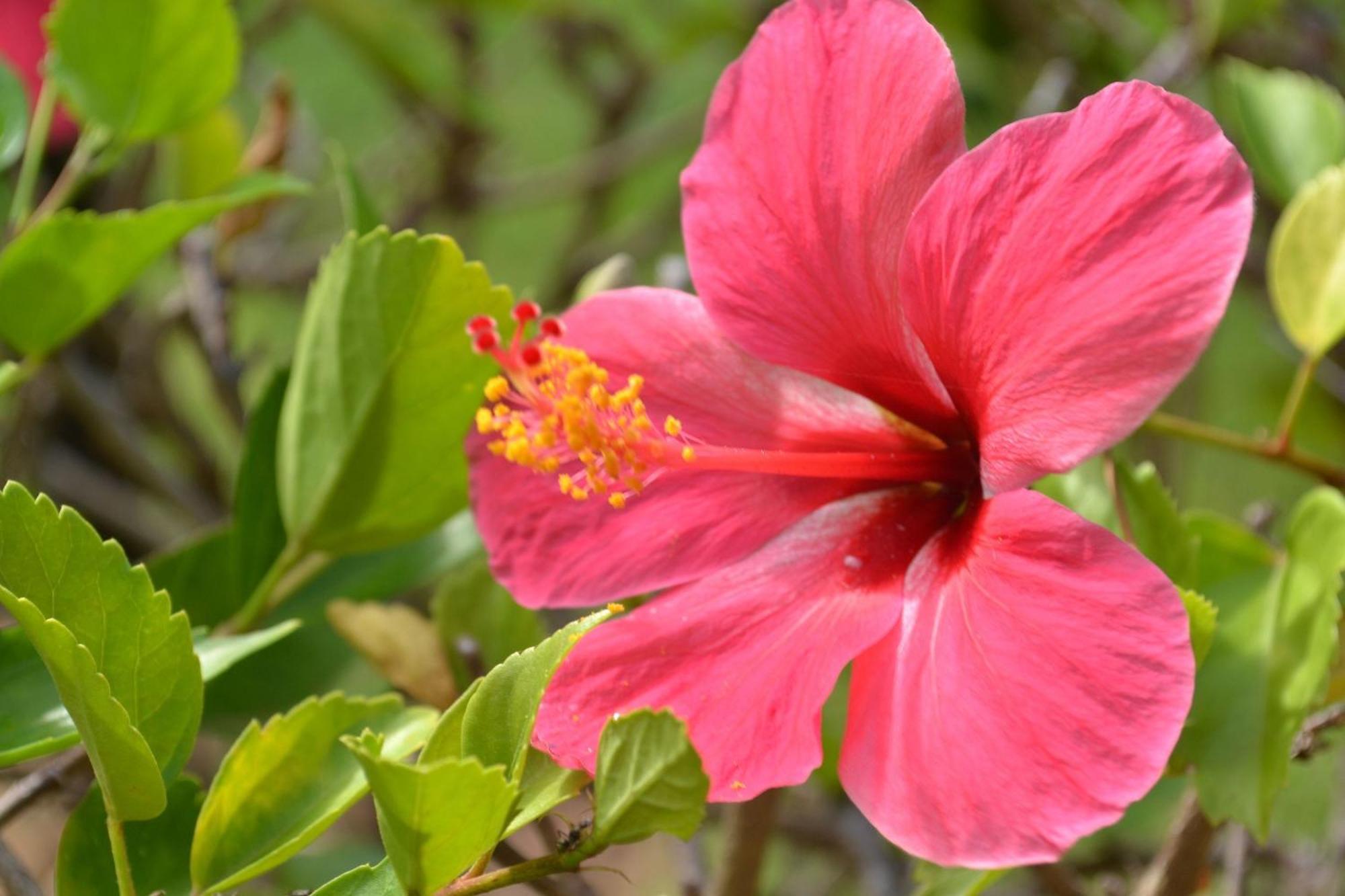 Pipa Beleza Chalé Particular Praia de Pipa Exterior foto